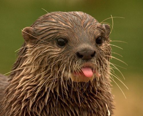 880589c8868d3bc91706923c7bfebef5--river-otter-wild-life.jpg