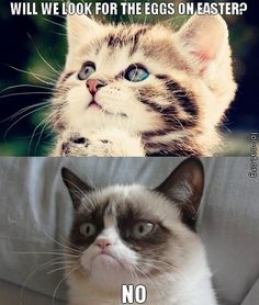 3bf707d7e4d0df6a369b2f347eb0fcf4--grumpy-cat-meme-cat-memes.jpg