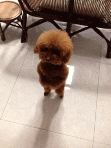 4f91f3ce4c7881d2659e6ff6df7af196.gif