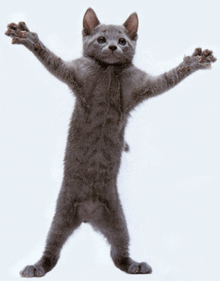 Dance_cat.gif