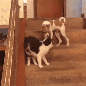 a10b9728fc84b9f9d7dcb9cb47ee8cd4.gif