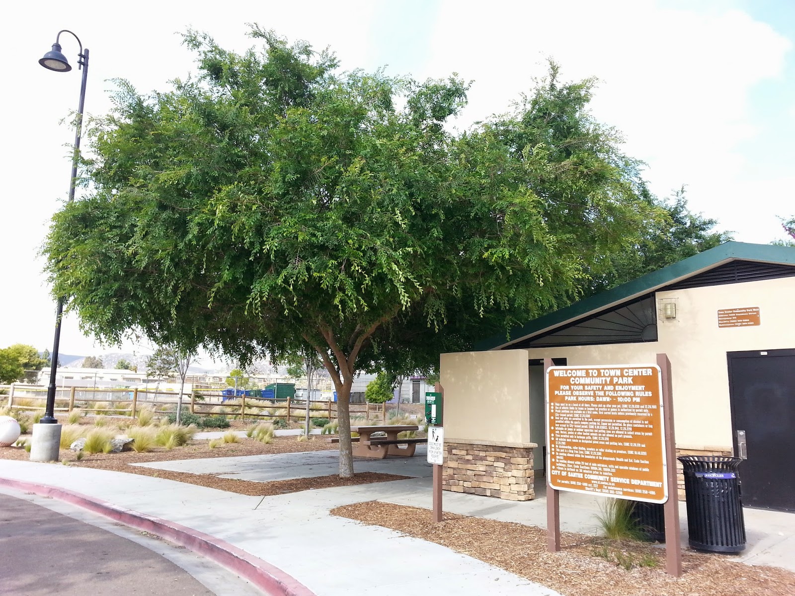 CHINESE+ELM.jpg