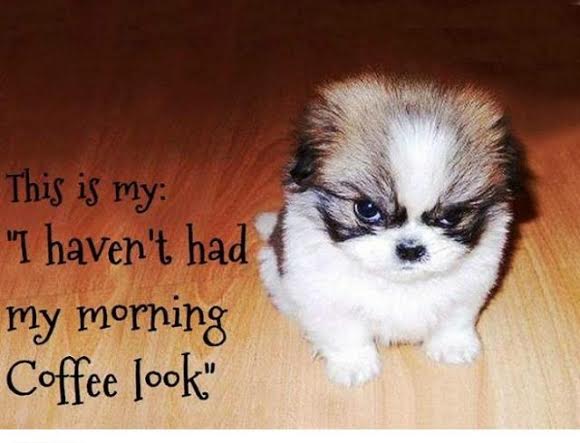 coffee-pup.jpg