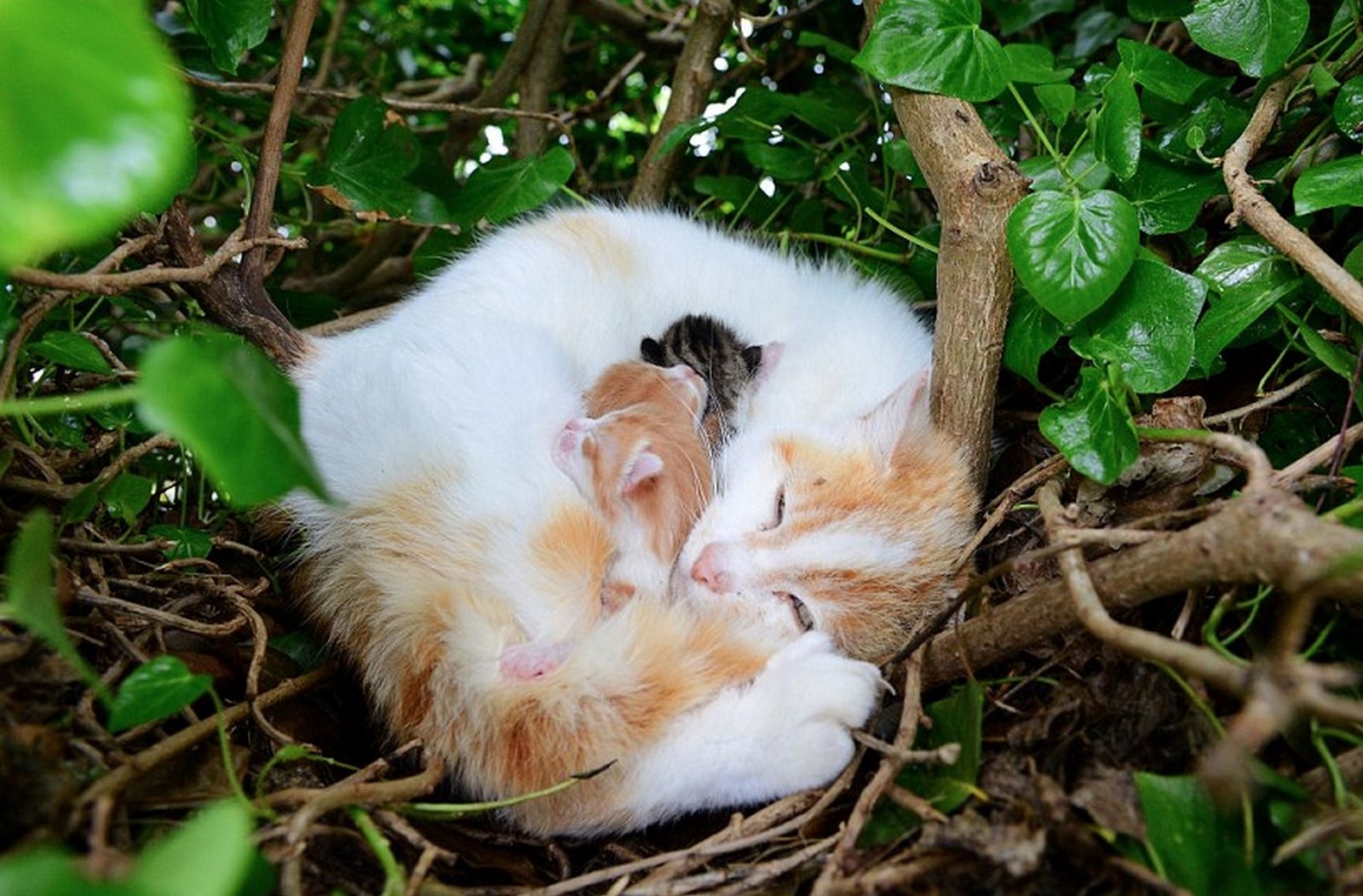 birds-nest.jpg
