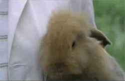 4m5M4ic.gif