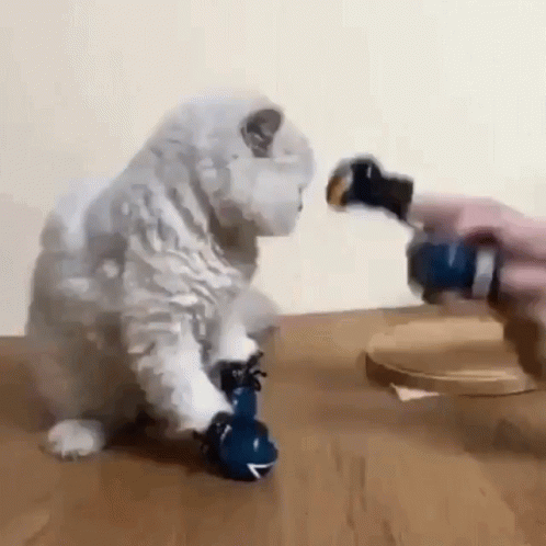 kitten-boxing.gif
