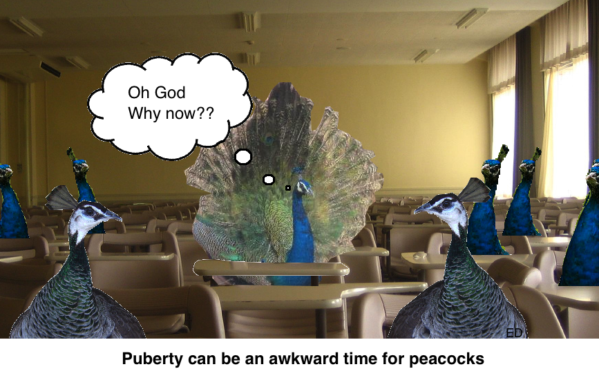 a5NKJOG.png