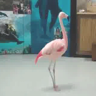 flamingo-dancing-with-itself