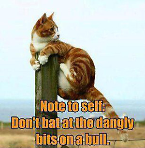 01_bull_bits.jpg