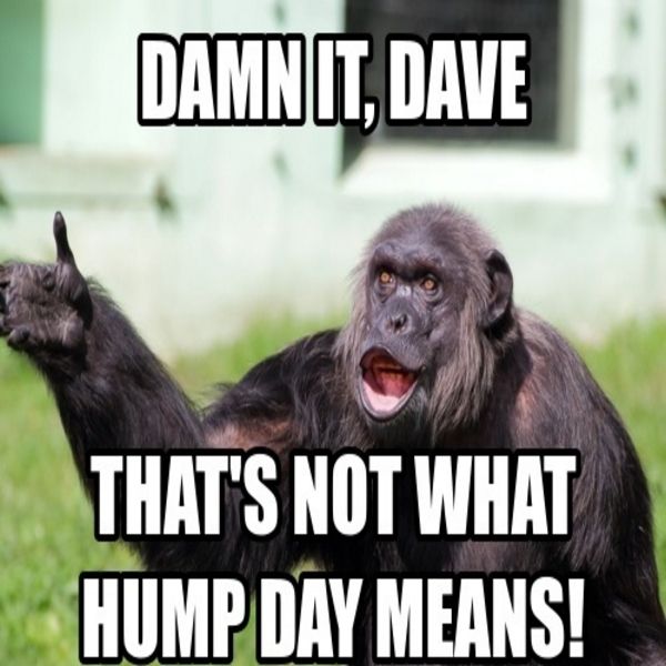 hump-day-4.jpg