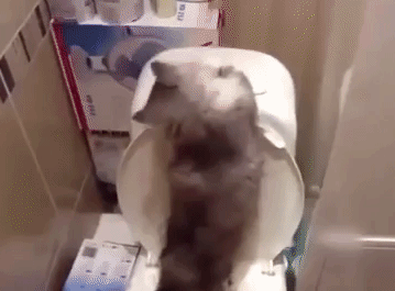 packaged-goods-meow