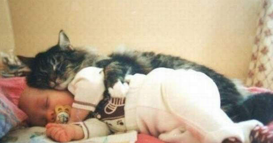 perfect-cat.png