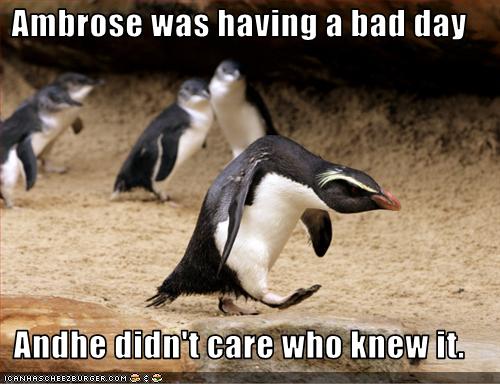 penguin-funny-6.jpg