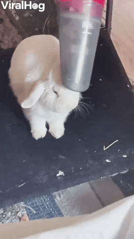 giphy.gif