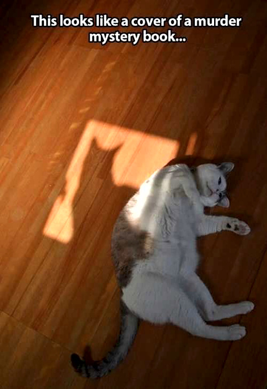 cats-book-cover.jpg