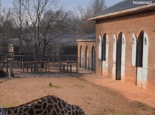 hi-giraffe.gif