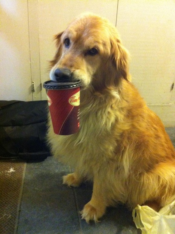 funny-golden-retriever-coffee.jpg