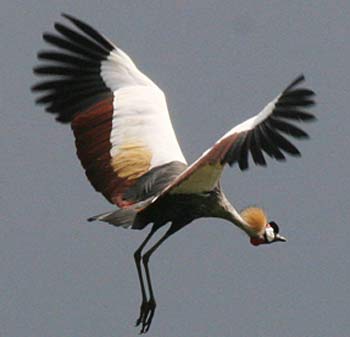 gray-crowned-crane-flying.jpg
