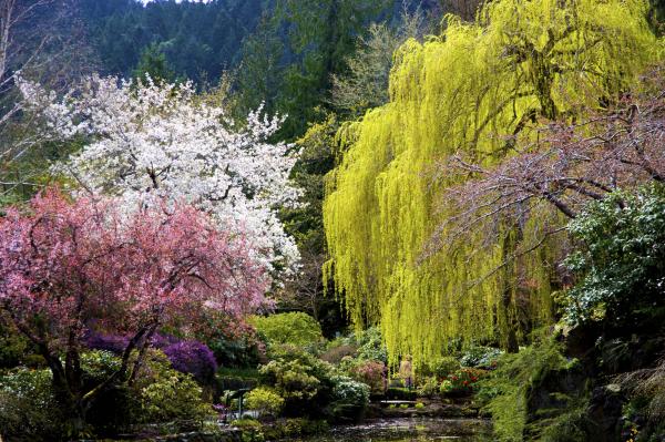 spring-trees-joyce-sherwin.jpg
