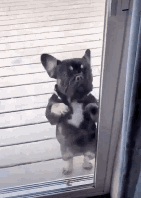 frenchie-dog-funny-door-knock-jaj7irmfulqrfeve.gif