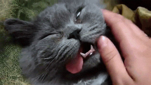 is-he-borked