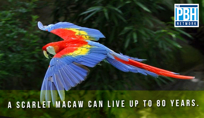 scarlet-macaw.png