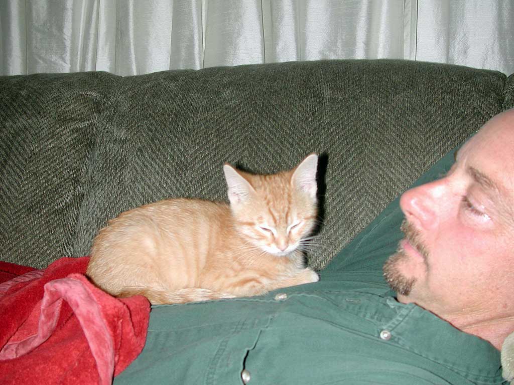 kitten1.jpg