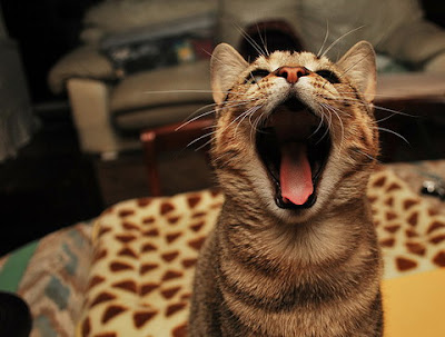 sleepy+cat+2.jpg