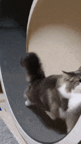 mugimeshi323-komugi.gif