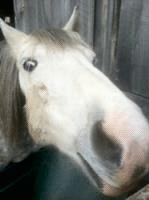 sfsz8.gif