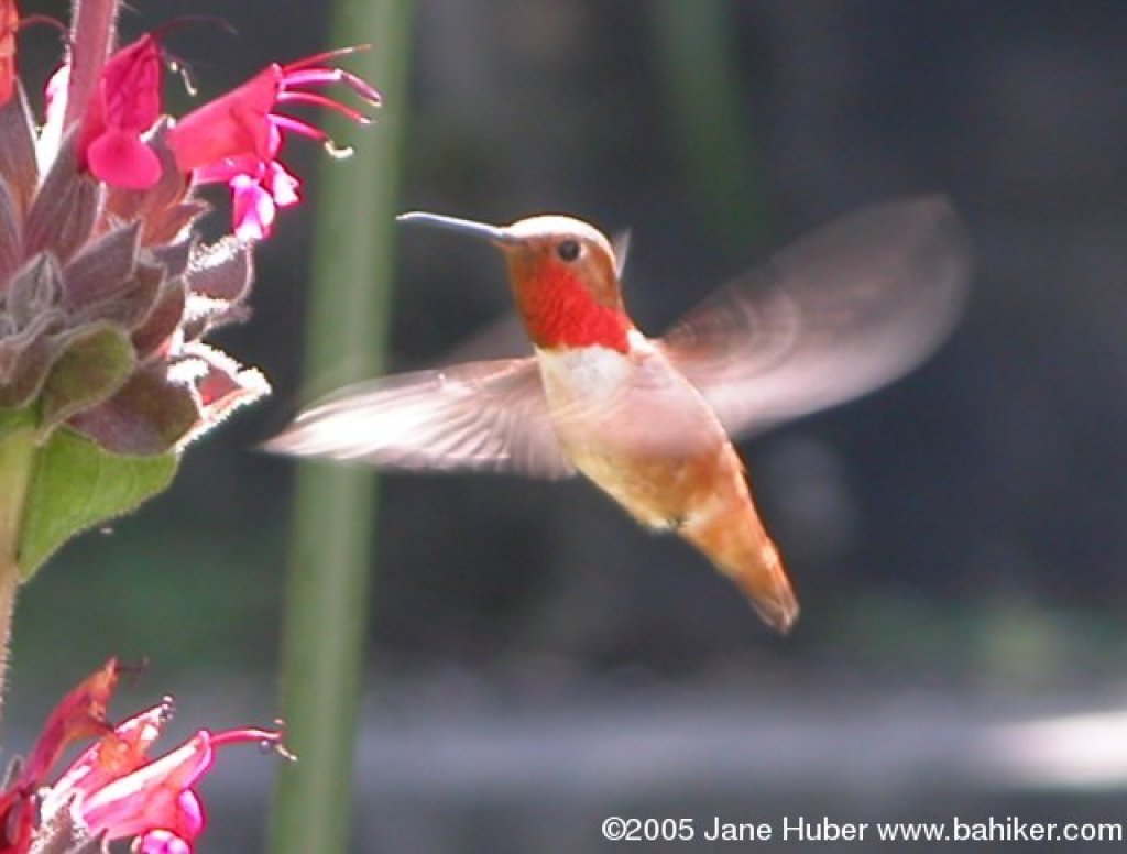 05hummingbird.jpg