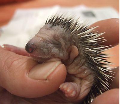 adorable-baby-porcupine-photograph.jpg