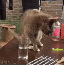 cat-wtf.gif