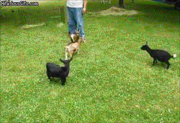X9CyM.gif