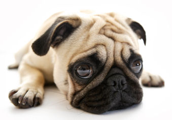 lethargic-pug.jpg