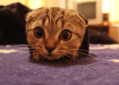 giphy.gif