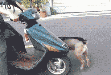 Lp3115O.gif