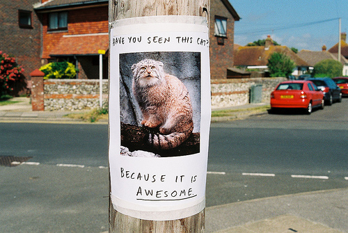 have-you-seent-his-cat1.jpg