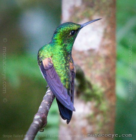 eupherusa_eximia_stripe_tailed_hummingbird_01.jpg