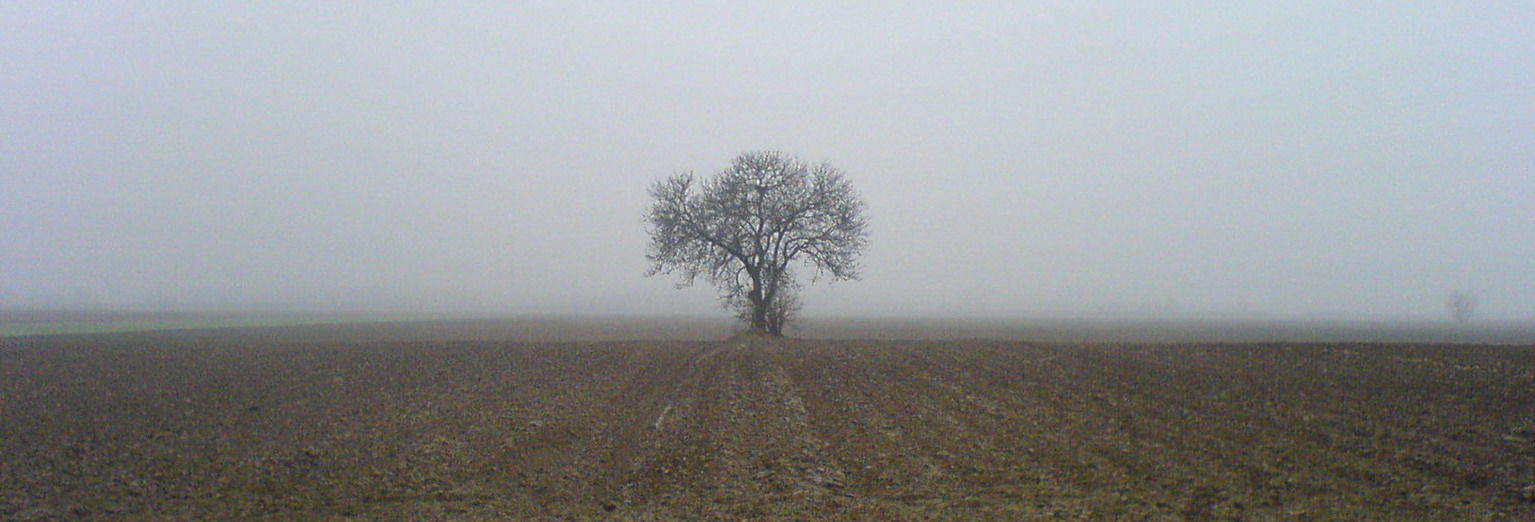 Tree_in_fog.JPG