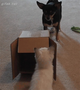 not-the-most-effective-way-to-attack-the-dog
