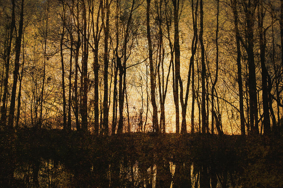 bare-trees-3-skip-nall.jpg