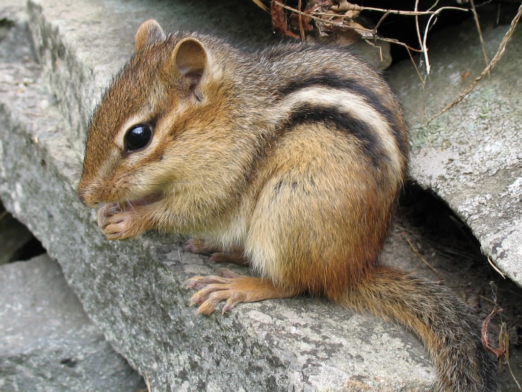Tamias_striatus2.jpg