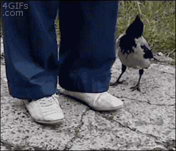 4340.gif