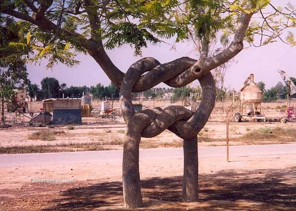unusual_trees9.jpeg