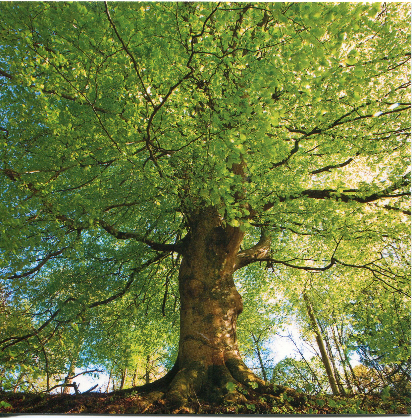 france-beech-tree.jpg