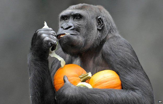 _78669682_ap_gorilla.jpg
