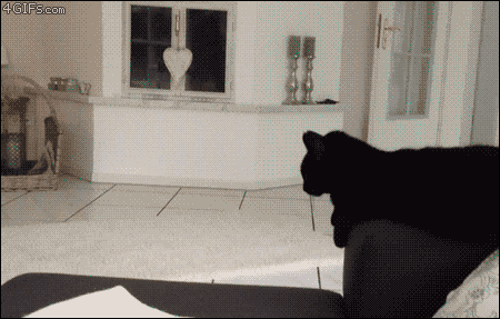 386.gif