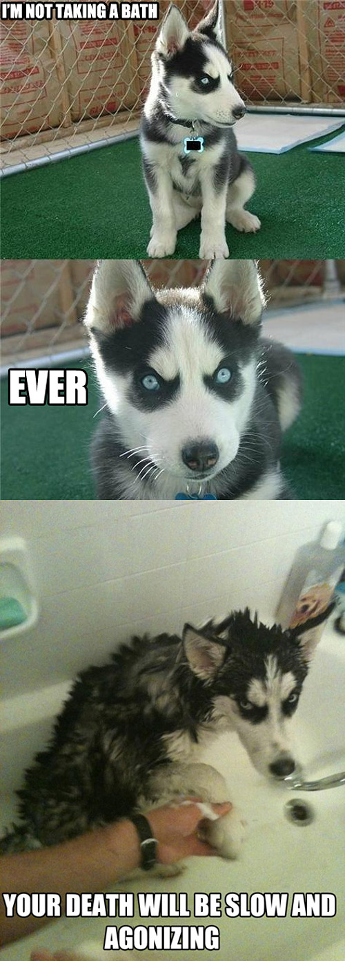 dog-wont-bathe.jpg