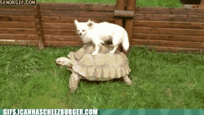 funny-gif-of-a-dog-riding-a-turtle-like-he-is-a-king-riding-into-battle